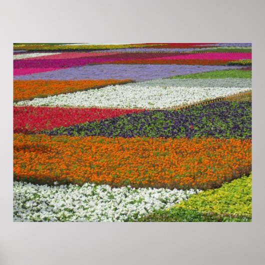 Bloemtapijt Poster (Voorkant)