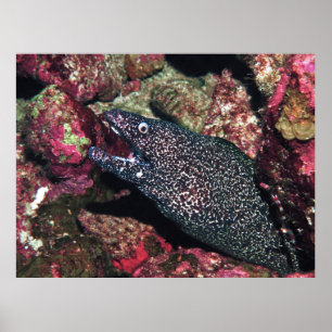 Bloemtuinen Moray Poster