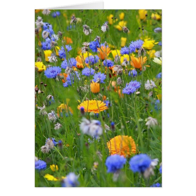 Bloemveld (Voorkant)