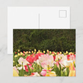 Bloemveld Briefkaart (Voorkant / Achterkant)