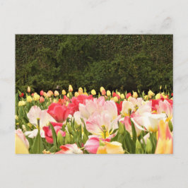 Bloemveld Briefkaart