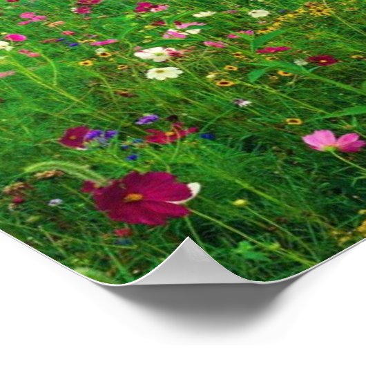 Bloemveld Kentucky Poster (Hoek)