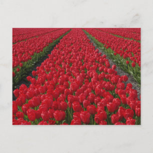 Bloemveld met tulpen, Nederland, Holland Briefkaart
