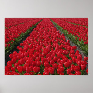 Bloemveld met tulpen, Nederland, Holland Poster