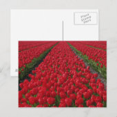 Bloemveld tulpen, Nederland, Nederland Briefkaart (Voorkant / Achterkant)