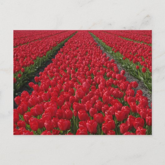 Bloemveld tulpen, Nederland, Nederland Briefkaart (Voorkant)