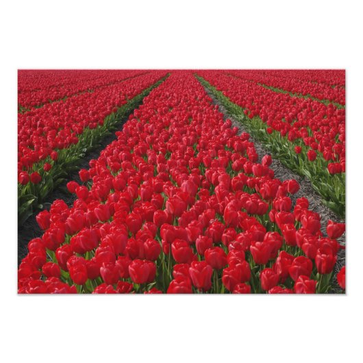 Bloemveld tulpen, Nederland, Nederland Foto Afdruk (Voorkant)