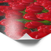 Bloemveld tulpen, Nederland, Nederland Foto Afdruk (Hoek)