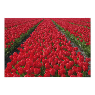 Bloemveld van tulpen, Nederland, Holland Foto Afdruk