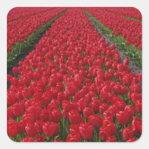 Bloemveld van tulpen, Nederland, Holland Vierkante Sticker