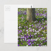 Bloemveldkussen met lentesgras met bomen briefkaart (Voorkant / Achterkant)