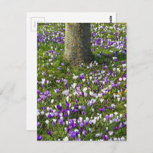 Bloemveldkussen met lentesgras met bomen briefkaart (Voorkant / Achterkant)
