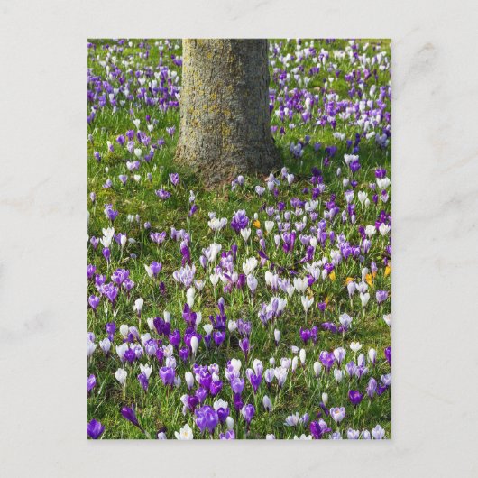 Bloemveldkussen met lentesgras met bomen briefkaart (Voorkant)