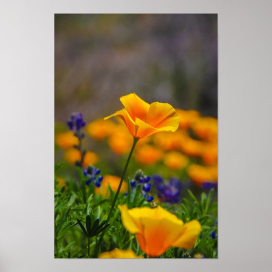 bloemvermogen poster (Voorkant)