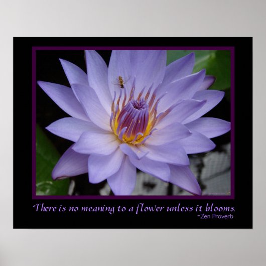 Bloemvlakken Zen Proverb Paars Water Lily & Bee Poster (Voorkant)