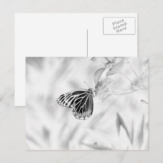 Bloemvlies - zwart en wit briefkaart (Voorkant / Achterkant)