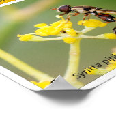 Bloemvliezen Poster (Hoek)