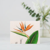 Bloemvogel met paradijzen, geïllustreerd briefkaart (Staand voorkant)