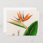 Bloemvogel met paradijzen, geïllustreerd briefkaart (Voorkant / Achterkant)