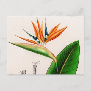 Bloemvogel met  paradijzen, geïllustreerd briefkaart