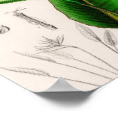 Bloemvogel met  paradijzen, geïllustreerd poster (Hoek)