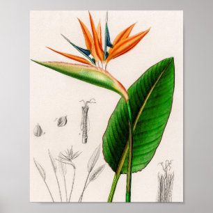 Bloemvogel met  paradijzen, geïllustreerd poster