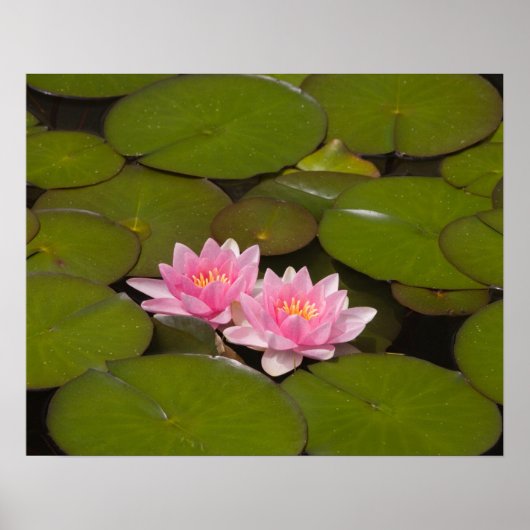 Bloemwaterlappen Poster (Voorkant)