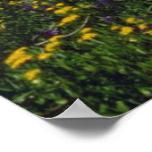 Bloervelden bij Sonora Pass, California Pink fl Poster (Hoek)