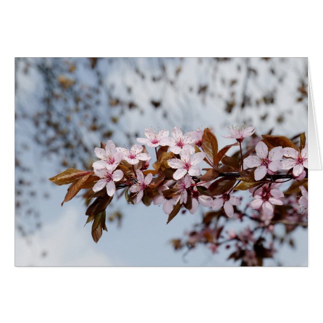 bloesem (Voorkant Horizontaal)