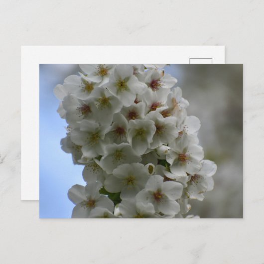 bloesem briefkaart (Voorkant / Achterkant)