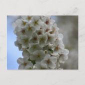 bloesem briefkaart (Voorkant)