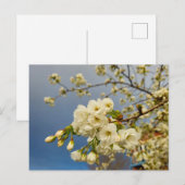 bloesem briefkaart (Voorkant / Achterkant)