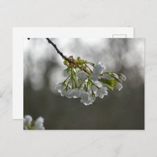 bloesem briefkaart (Voorkant / Achterkant)