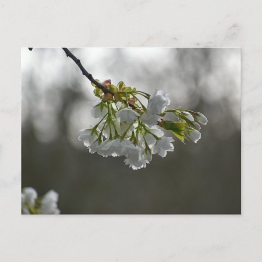 bloesem briefkaart (Voorkant)