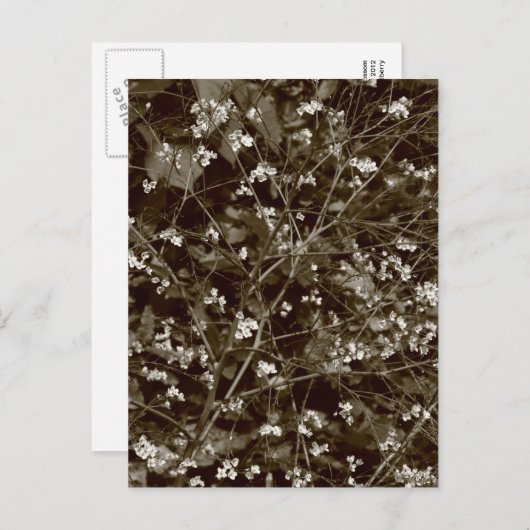 Bloesem Briefkaart (Voorkant / Achterkant)