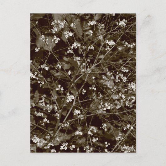 Bloesem Briefkaart (Voorkant)