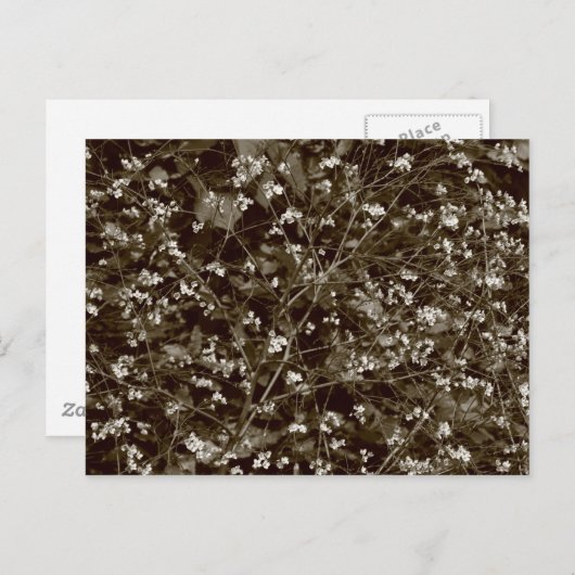 bloesem briefkaart (Voorkant / Achterkant)