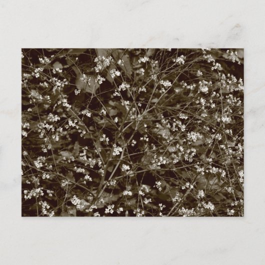 bloesem briefkaart (Voorkant)