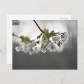 bloesem briefkaart (Voorkant / Achterkant)