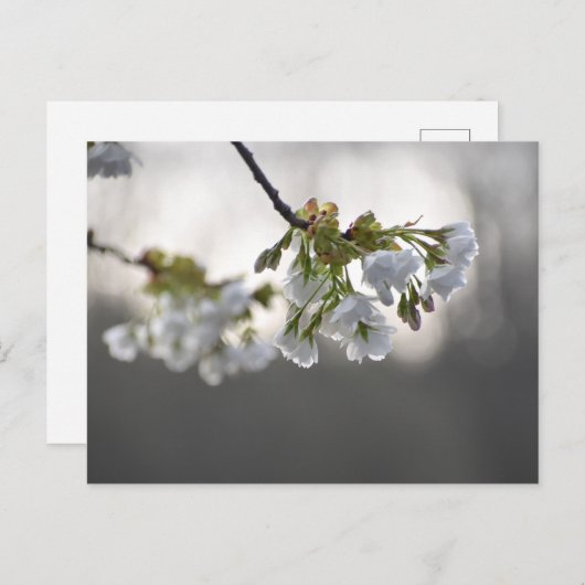 bloesem briefkaart (Voorkant / Achterkant)