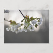 bloesem briefkaart (Voorkant)