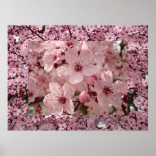 Bloesem Kunst Roze Lente Boom Bloesems Prints