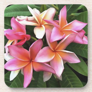 bloesem met Bleek roze Frangipani Bier Onderzetter