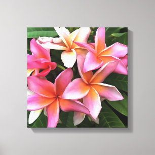 bloesem met Bleek roze Frangipani Canvas Afdruk