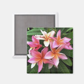 bloesem met Bleek roze Frangipani Magneet (Voorkant / Achterkant)