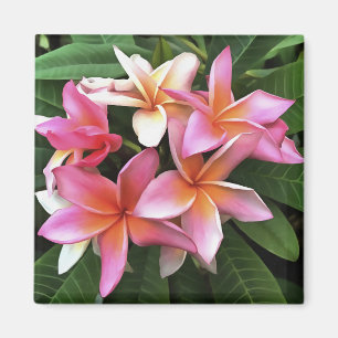 bloesem met Bleek roze Frangipani Magneet