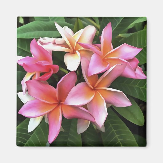 bloesem met Bleek roze Frangipani Magneet (Voorkant)