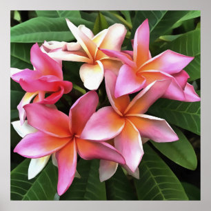 bloesem met Bleek roze Frangipani Poster