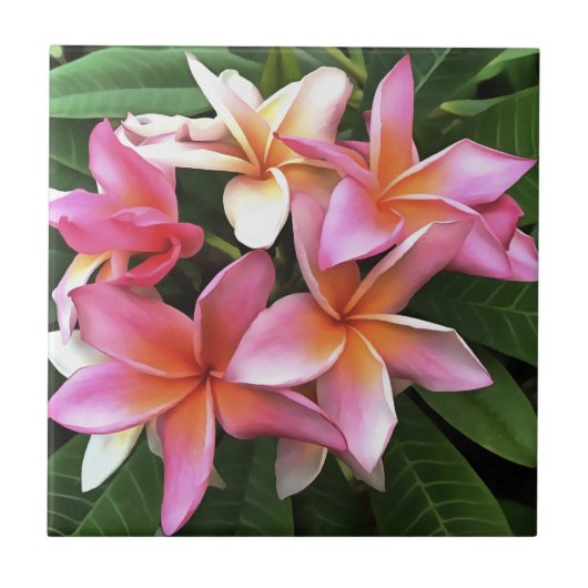 bloesem met Bleek roze Frangipani Tegeltje (Voorkant)