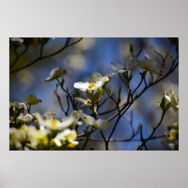 Bloesem van de Cornus, Poster